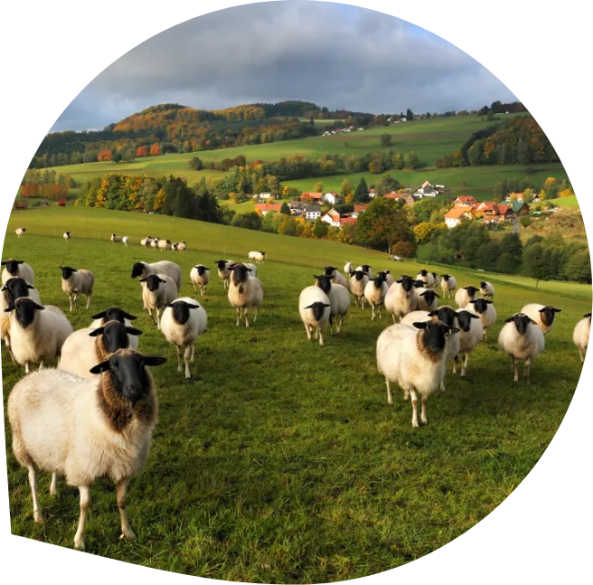 20230904_regionfd_Reiseziel_Natur_Rhoenschaf-Bild_Arnulf Mueller